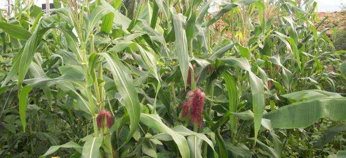 POESIA DE DALINHA CATUNDA