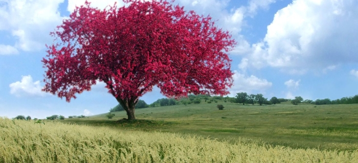 Aflora a Liberdade – Dalinha Catunda